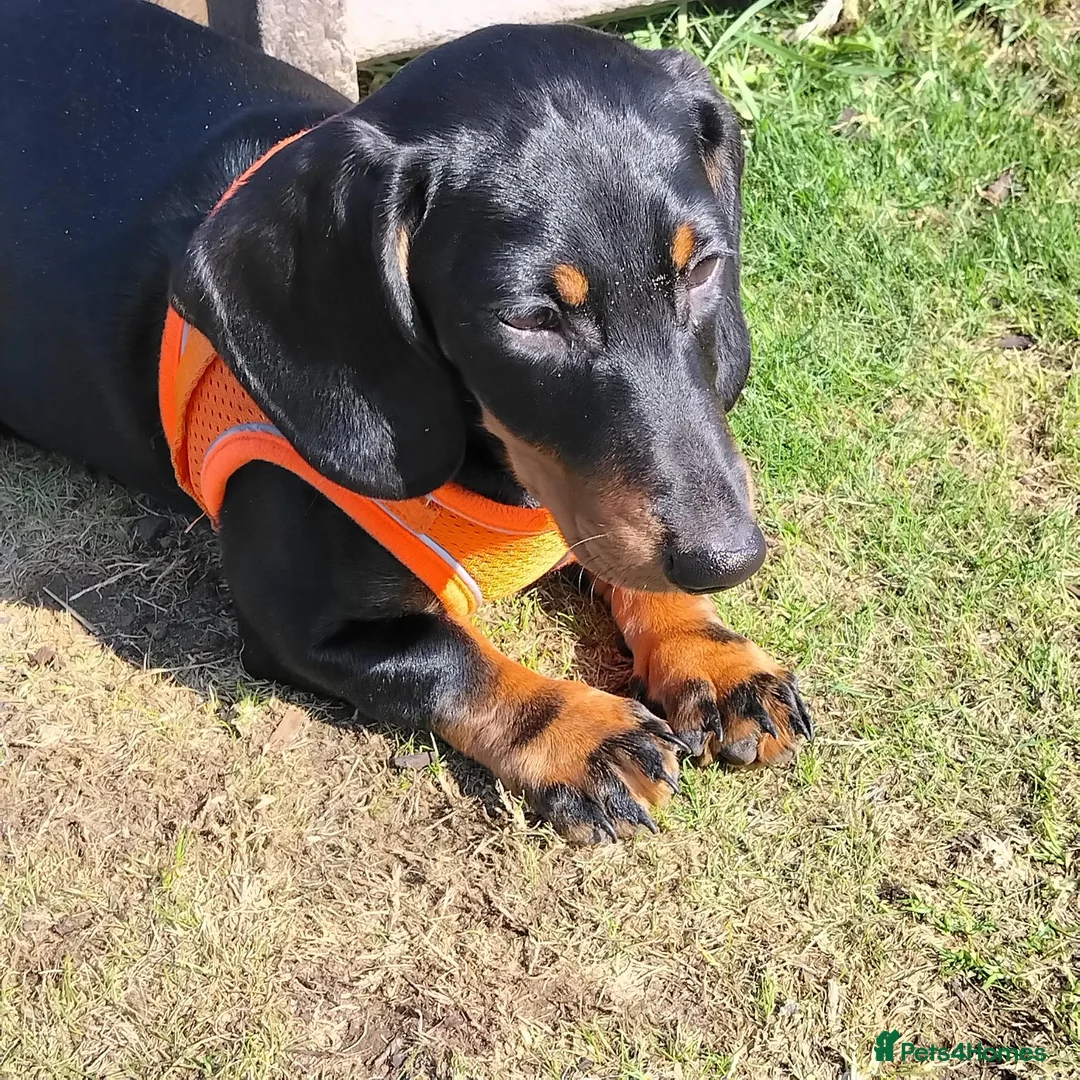 Dachshund dogs for sale: Little dictator Nelly - Advert 5