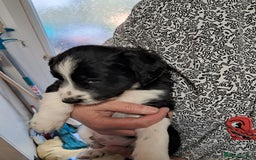 Sprollie dogs for sale: Springer spaniel Sprollie pups - Image 5