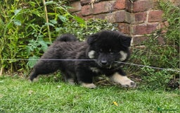 Eurasier dogs for sale: Eurasier Puppies KC Registered in Northampton - Image 5