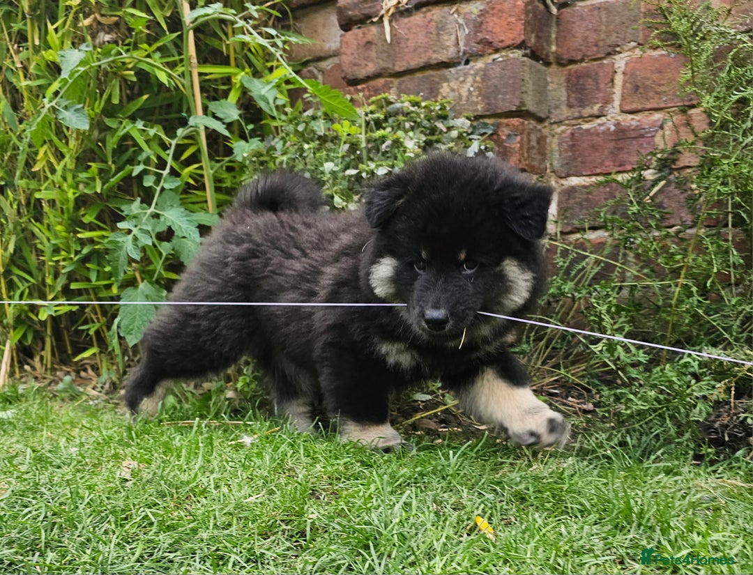 Eurasier dogs for sale: Eurasier Puppies KC Registered in Northampton - Image 5