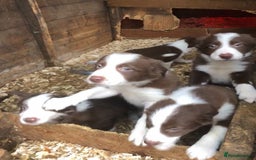 Border Collie dogs for stud: Stunning red working collie health tested proven in Dunblane - Image 7