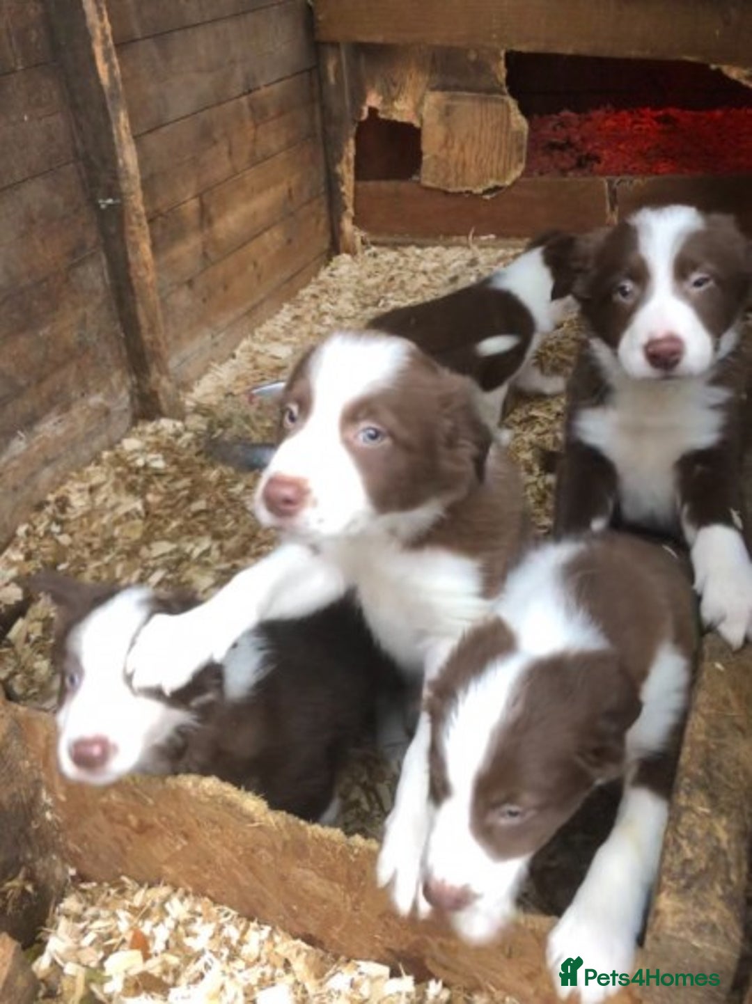 Border Collie dogs for stud: Stunning red working collie health tested proven in Dunblane - Image 7