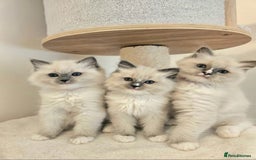 Ragdoll cats for sale: ACTIVE RAGDOLL QUEEN🌟 PROVEN & FULLY TESTED - Image 2