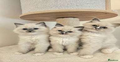 Ragdoll cats - Advert 13