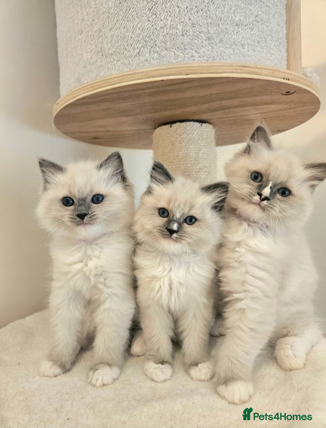 Ragdoll cats for sale: ACTIVE RAGDOLL QUEEN🌟 PROVEN & FULLY TESTED - Image 2