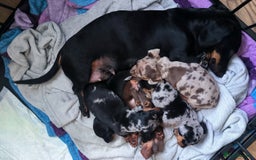Dachshund dogs for sale: Miniature smooth hair dachshund  - Image 7