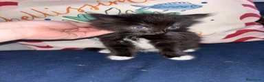 British Longhair Kitten 2