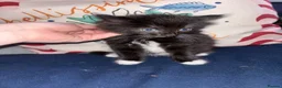 British Longhair cats for sale: Fluffy kittens for sale  - Advert 6