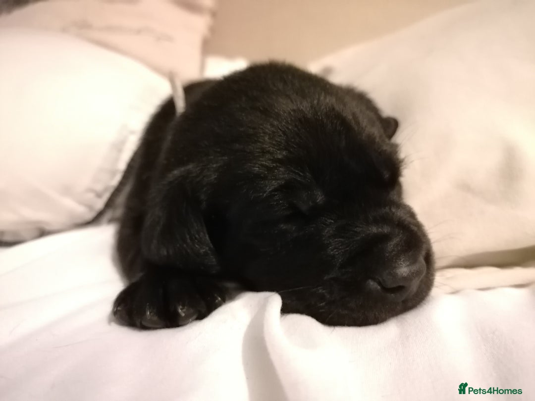 Labrador Retriever dogs for sale: KC registered, FtCH bloodline labradors  - Advert 7