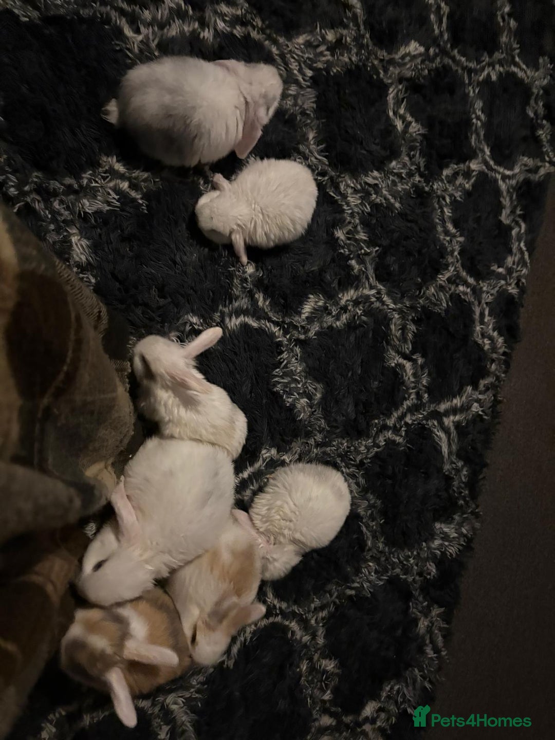 Mixed Breed rabbits for sale: Mixed aged rabbits  - Advert 4