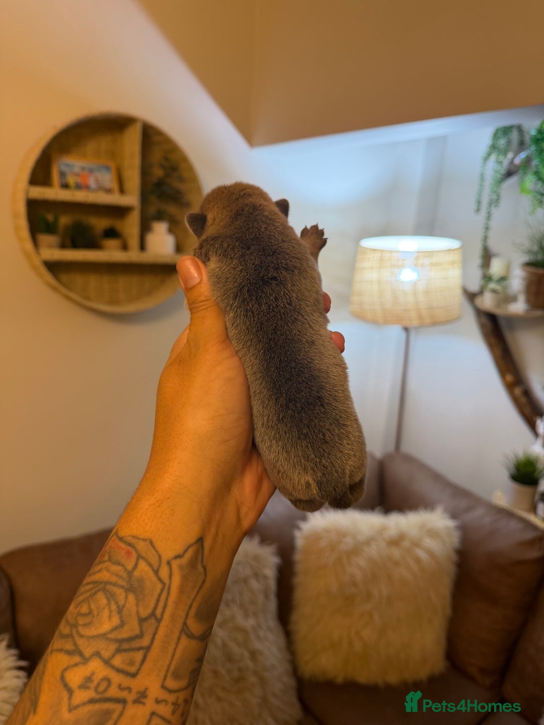 Chow Chow dogs for sale: French chows  - Advert 15