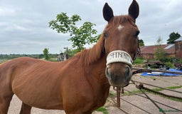 English Thoroughbred horses for sale: Sir John with tack  - Image 2
