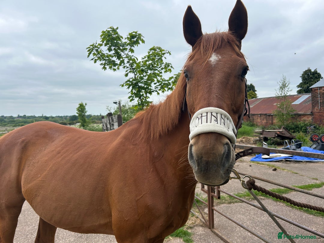 English Thoroughbred horses for sale: Sir John with tack  - Image 2