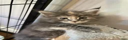 Maine Coon cats for sale: Gorgeous mainecoon kittens  in Hailsham - Advert 12
