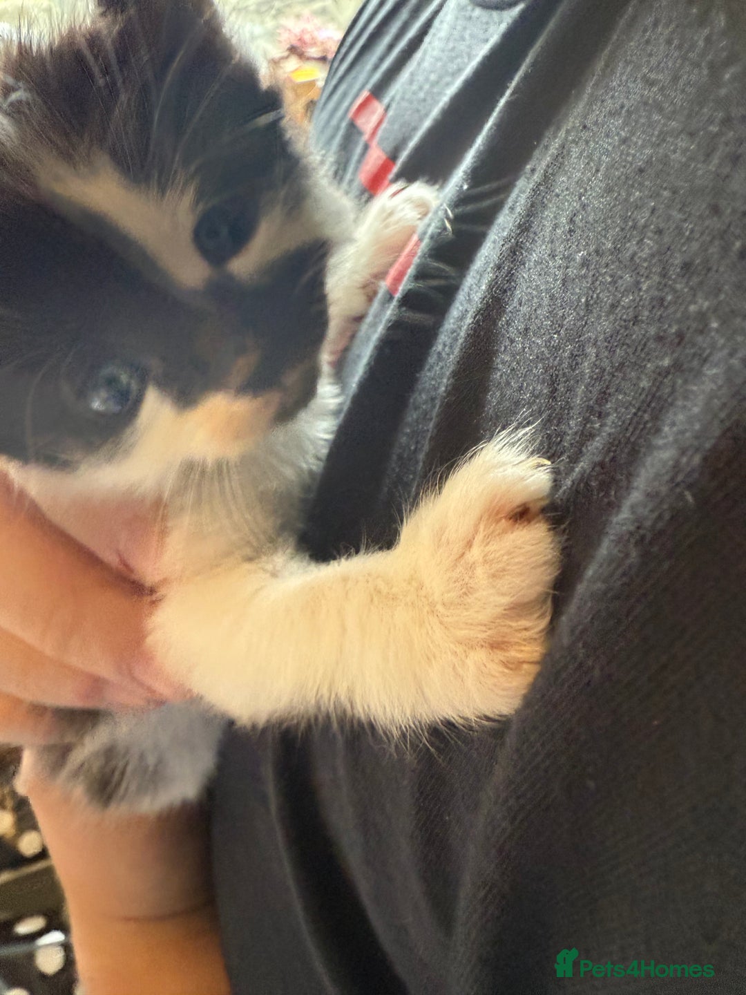 British Longhair cats for sale: Fluffy beautiful kitties  - Image 10