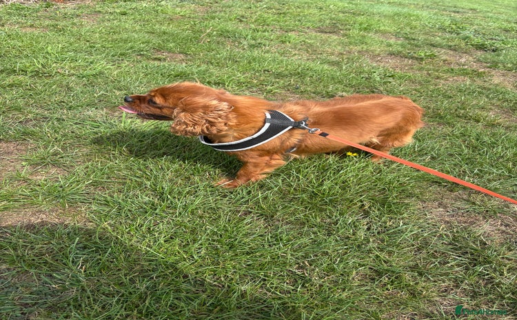 Cavalier King Charles Spaniel dogs - Advert 2