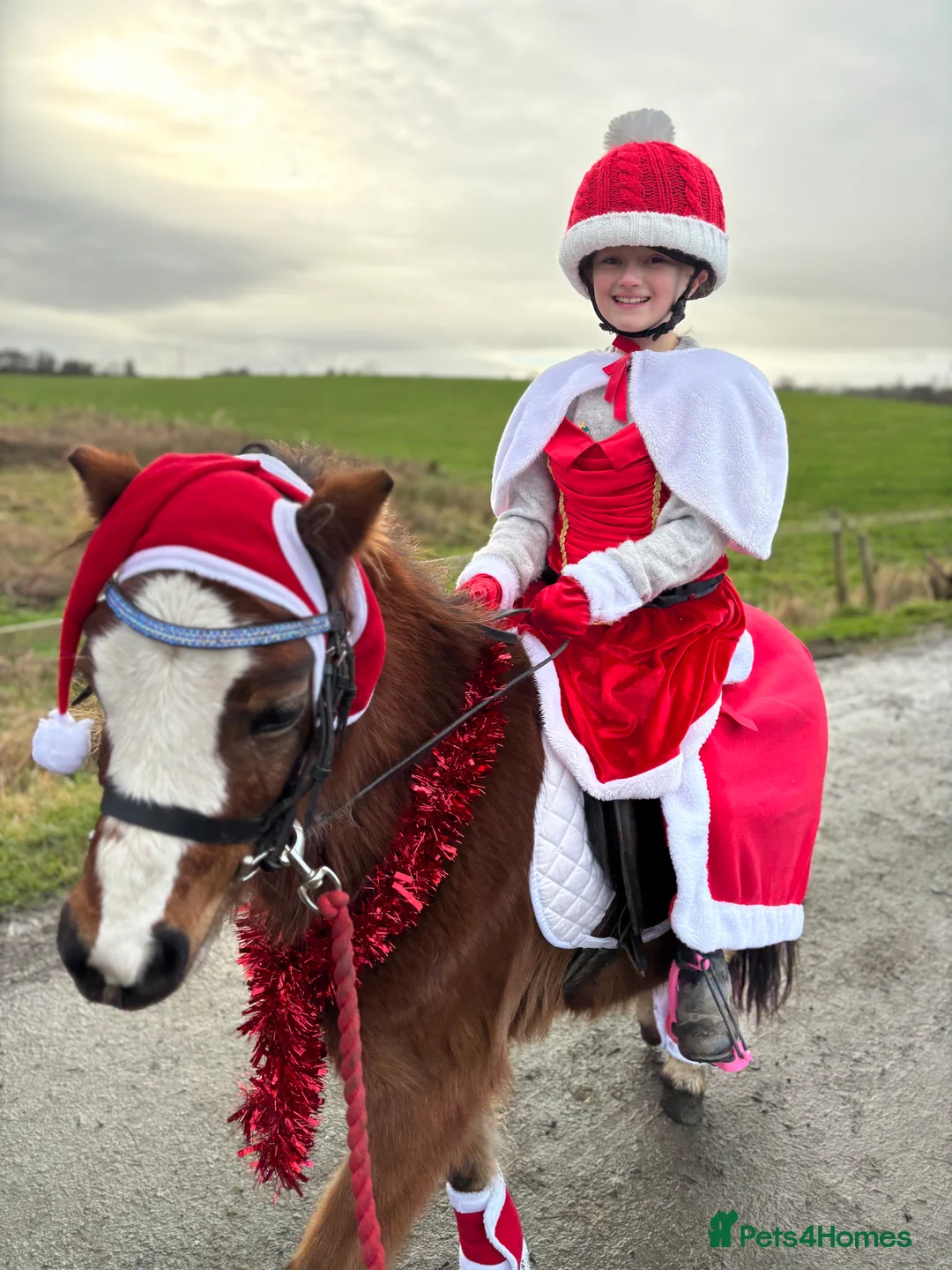 Welsh Section A horses for sale: Kids pony  - Advert 5