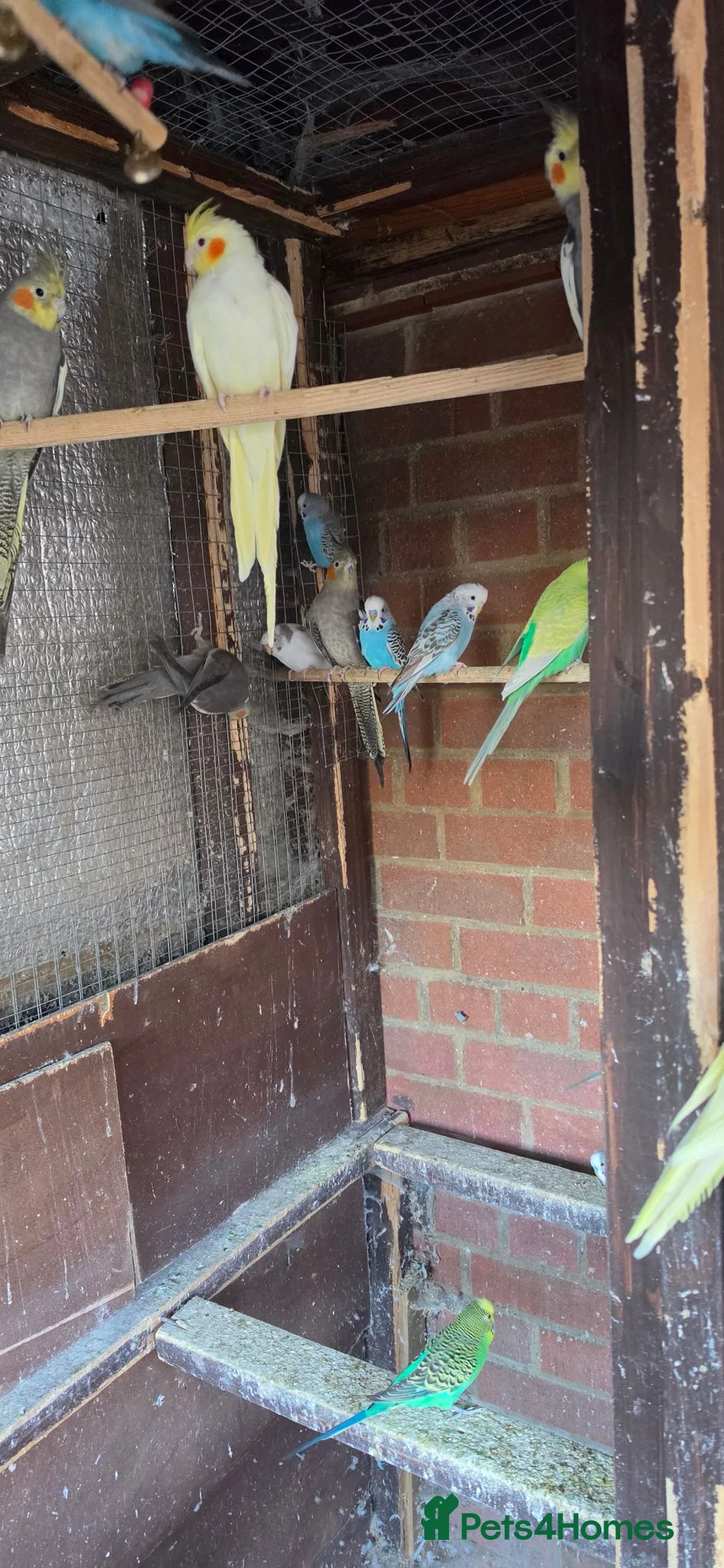 Mixed Breed birds for sale: Healthy Mix Budgies & Cockatiels for Sale in Huntingdon - Advert 2