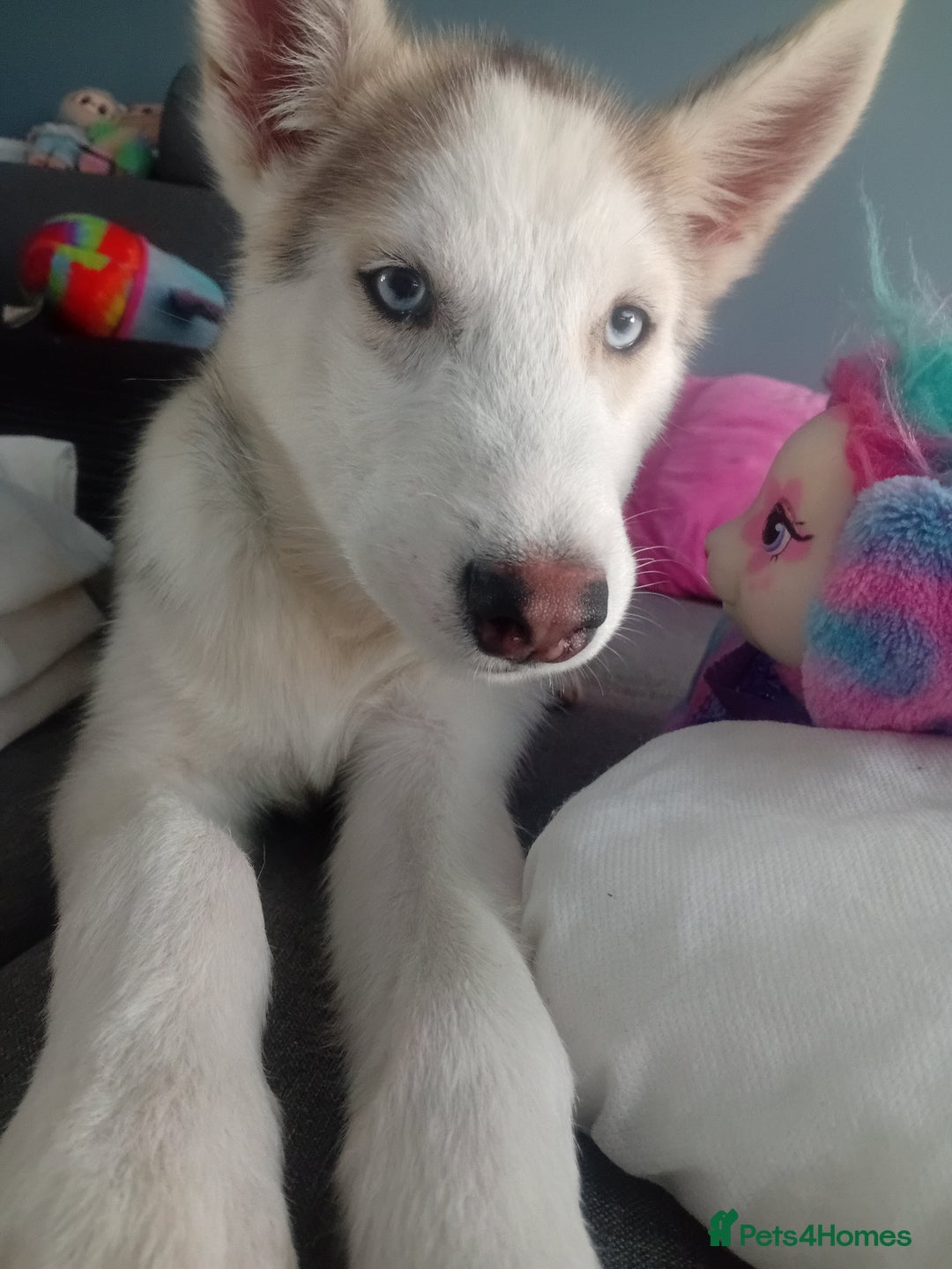 Siberian Husky dogs for sale: Sibirian Husky - Advert 3