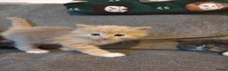 Mixed Breed cats for sale: 1x Longhair Ginger 3x Calico Tricolour Kittens! - Advert 10