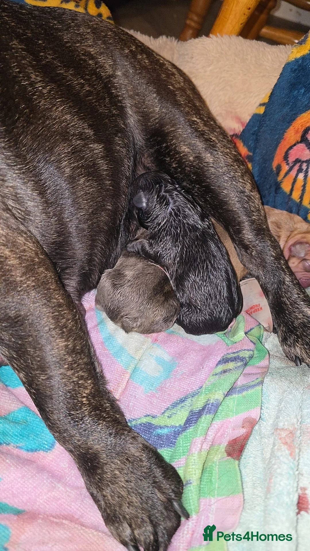 French Bulldog dogs for sale: French bulldog puppys for sale  - Advert 22