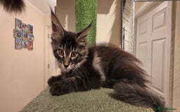Maine Coon cats for sale: PURE BREED MAINE COONS KITTENS Delivery available - Image 14