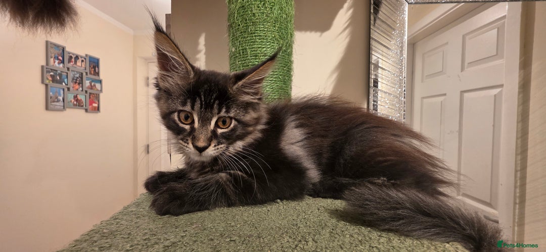 Maine Coon cats for sale: PURE BREED MAINE COONS KITTENS Delivery available - Image 14