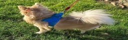 Pomchi dogs for stud: Dovah the amazing pomchi  in Romford - Advert 4
