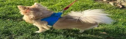 Pomchi dogs for stud: Dovah the amazing pomchi  in Romford - Advert 5