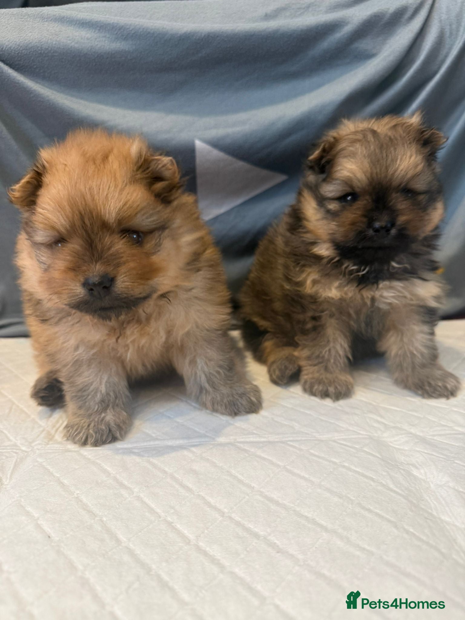 Pomeranian dogs Puppies. - Advert 12