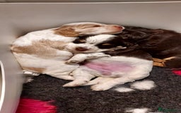 Cocker Spaniel dogs for sale: One tri colour girl looking for forever home - Image 11