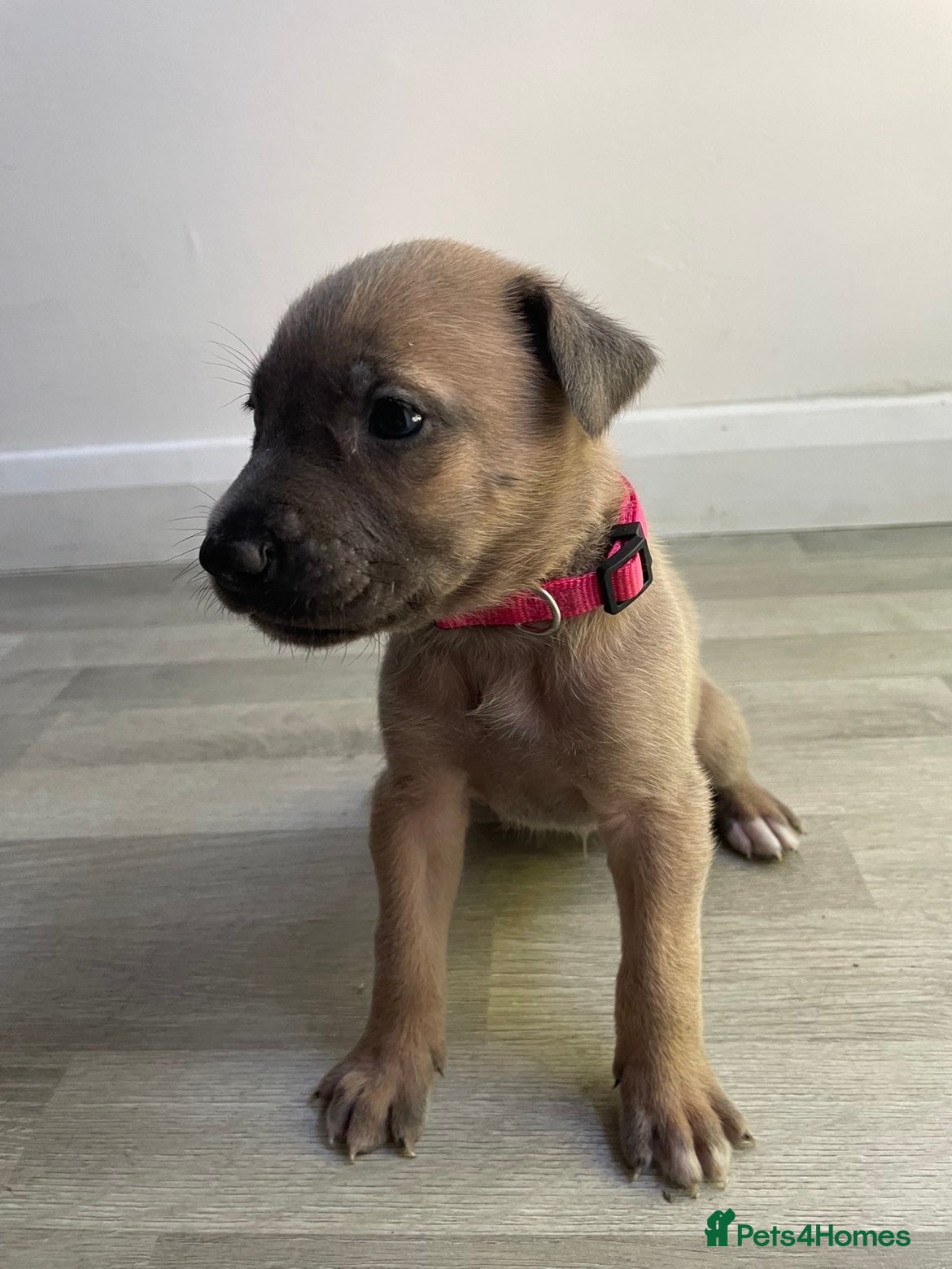 Mixed Breed dogs Belgium malinios x cane corso mix - Advert 2