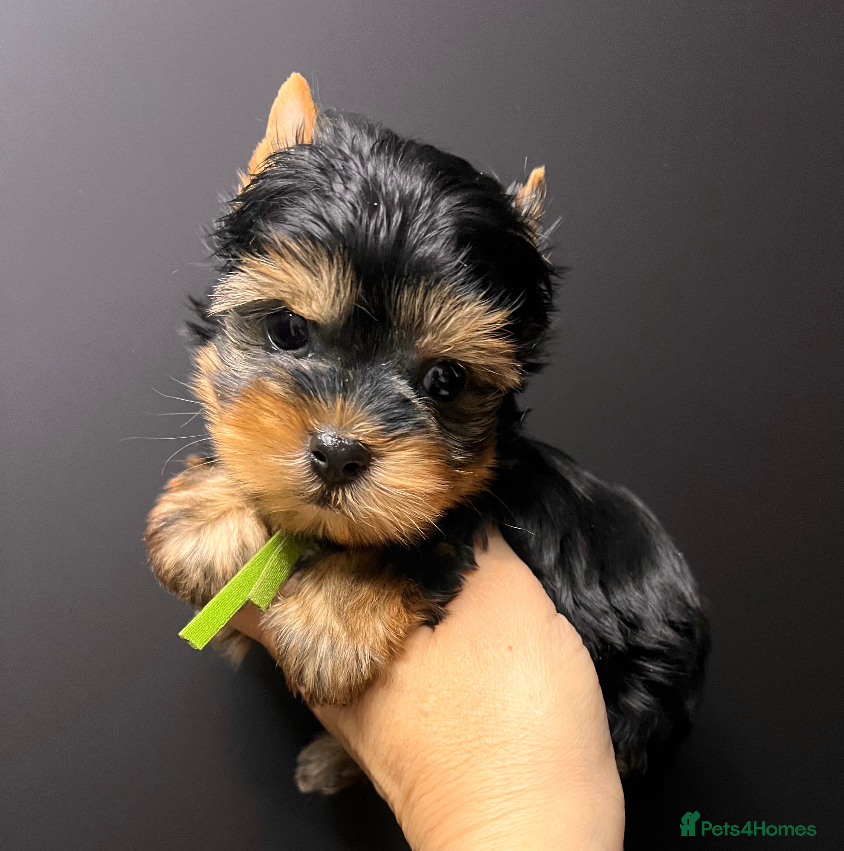 Yorkshire Terrier dogs ❣️Miniature Yorkshire Terriers Only 1 boy avitable - Advert 9