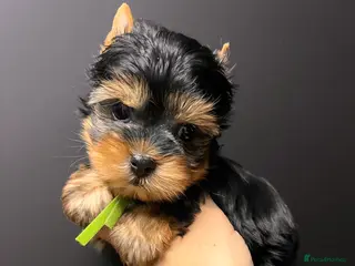 Yorkshire Terrier dogs ❣️Miniature Yorkshire Terriers Only 1 boy avitable - Advert 9