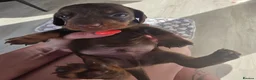Miniature Dachshund dogs for sale: miniature dashhounds kc registered  - Advert 13