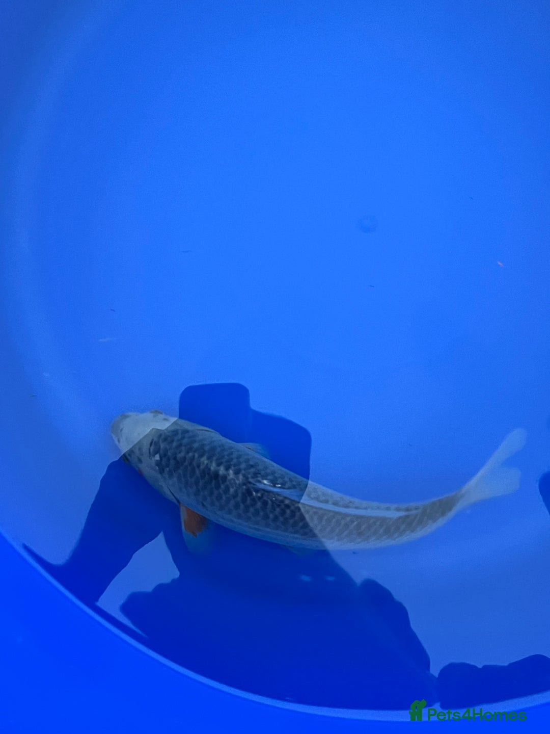 Koi Carp fish for sale: Asagi koi carp  - Image 5