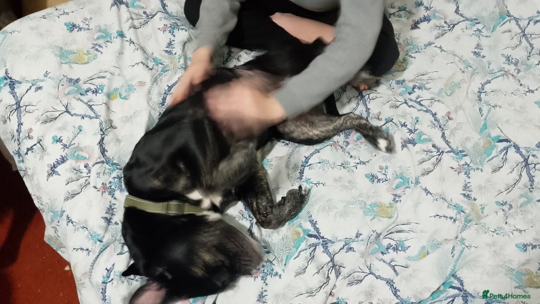 Dorset Olde Tyme Bulldogge dogs for sale: The BEST Companion ull ever have, Diesel £75  ❤️🙏 - Advert 17