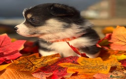 Welsh Corgi Pembroke dogs for sale: Champion Show quality stunning Corgi Puppies - Image 29