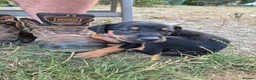 Mixed Breed dogs for sale: 8 Huntaway x puppies for sale - Advert 19