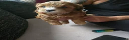 Cavapoo dogs for sale: Cavapoo F2 - Advert 7