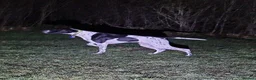 Pointer dogs for stud: Glenariff Mojito over Teisgol  proven stud dog  - Advert 2