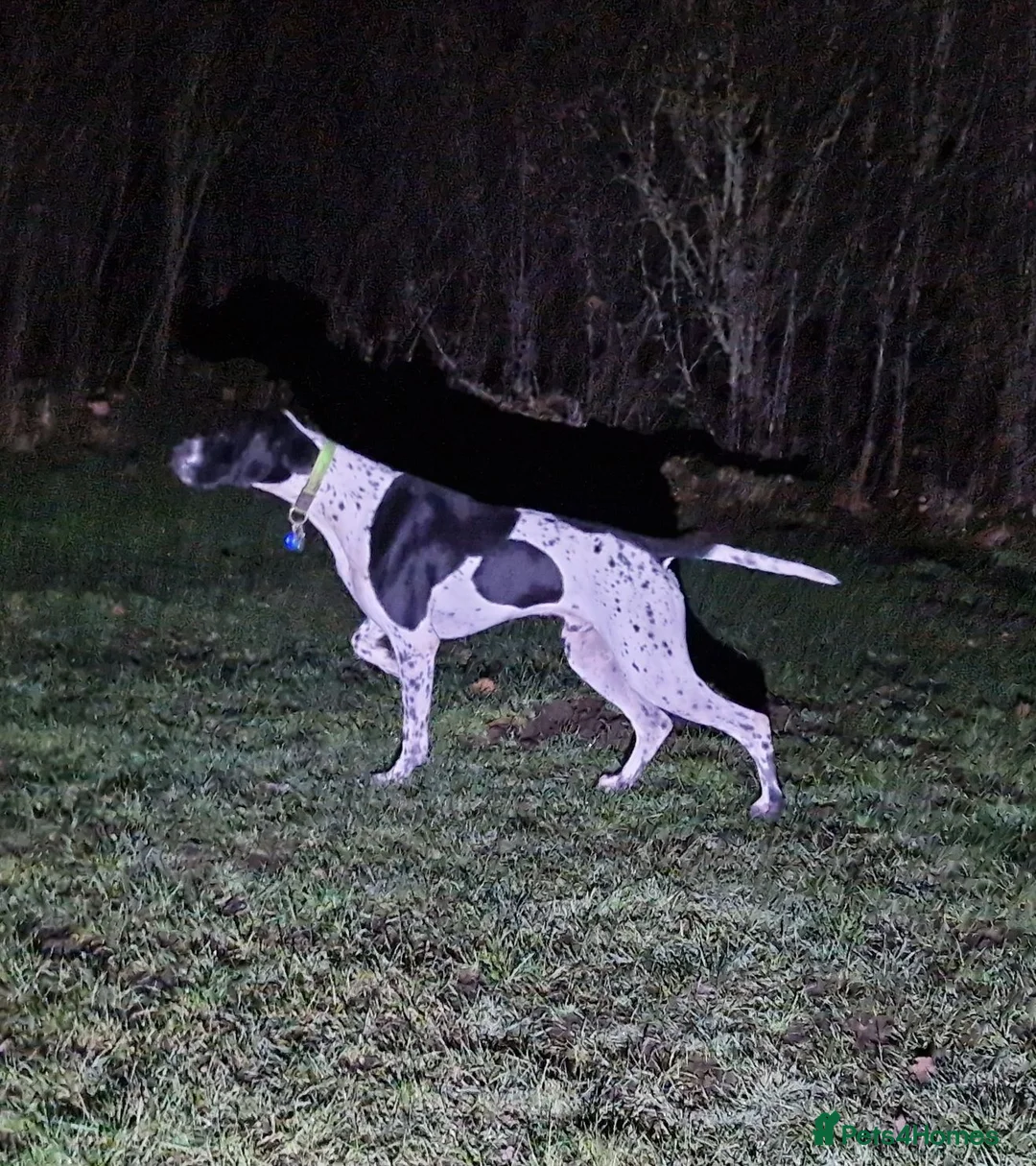 Pointer dogs for stud: Glenariff Mojito over Teisgol  proven stud dog  - Advert 2