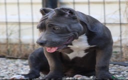 American Bully dogs for sale: Pocket bullies puppies for sale - Image 11