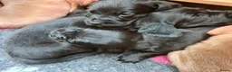 Labrador Retriever dogs for sale: Beautiful Labrador Puppies!  - Advert 6