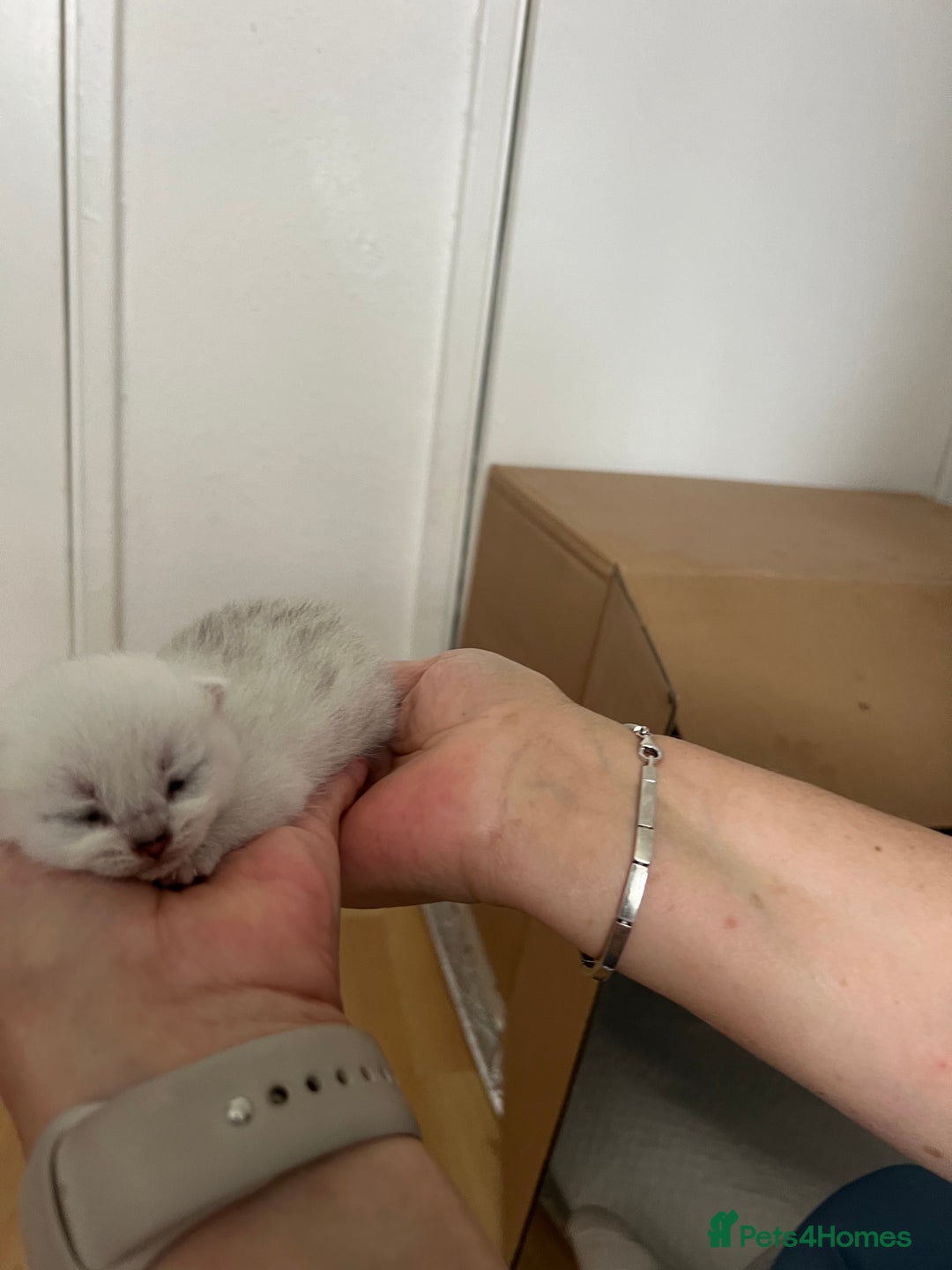 British Shorthair cats for sale: BSH Silver Tabby kittens for Sale! - Image 4