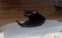 British Shorthair cats for sale: Siamese/BSH kittens - Image 9