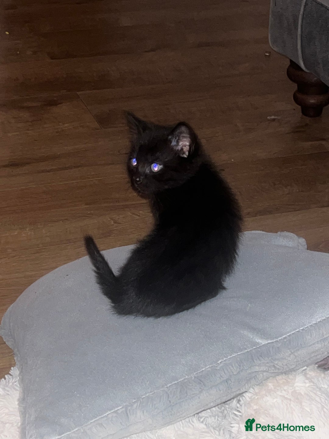 British Shorthair cats for sale: Siamese/BSH kittens - Image 9