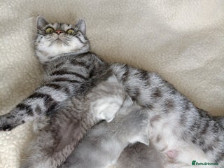 Scottish Fold cats Scottish Fold kitten - Advert 1