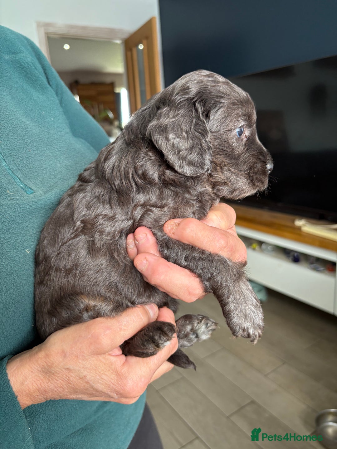 Cockapoo dogs for sale: Unique Rare Merle F1B Cockapoo Puppies - Image 13