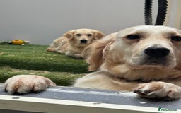 Golden Retriever dogs for sale: 7 beautiful Golden Retriever puppies  - Image 16